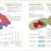Biology: The Ultimate Bitesize Study Guide (India-book)