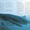 Sharks - Engaging Books for Inquisitive Minds (ibook) [Shark Lovers Rejoice!] 10 Must-Have Books About Sharks