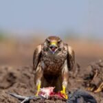 [Nature's Power #1] Laggar Falcon Wildlife Canvas Print – Precision and Beauty in Flight