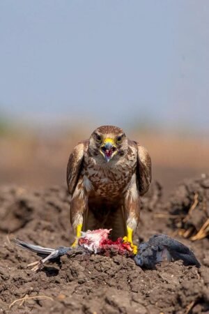 Laggar Falcon Wildlife Canvas Print – Wildlife Photography in Premium Frame