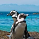[Top Pick #5] Adorable Penguin Wildlife Photo – Premium Canvas Print with Elegant Frame