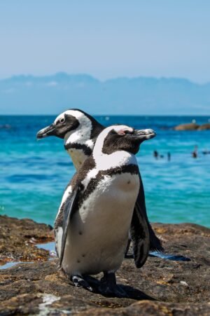 Penguin Wildlife Canvas Print – Nature Photography Wall Art
