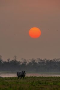 Rhino under the sunset