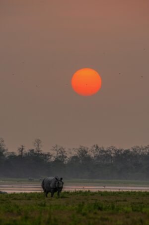 One Horned Rhino Canvas Print for wall decor