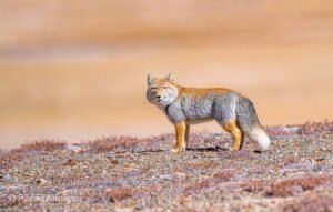 Tibetan Sand Fox Wildlife Canvas Print and Framed Wall Art