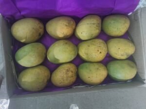 dharwad apus mango